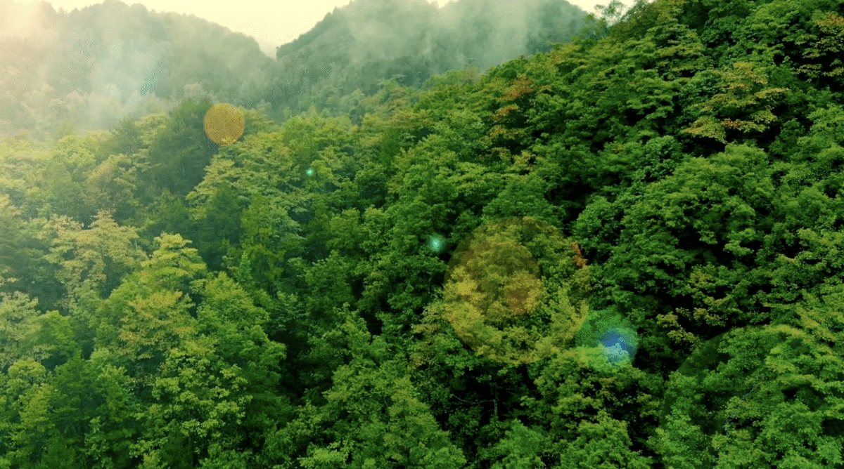 Aerial Shot of the Amazonian