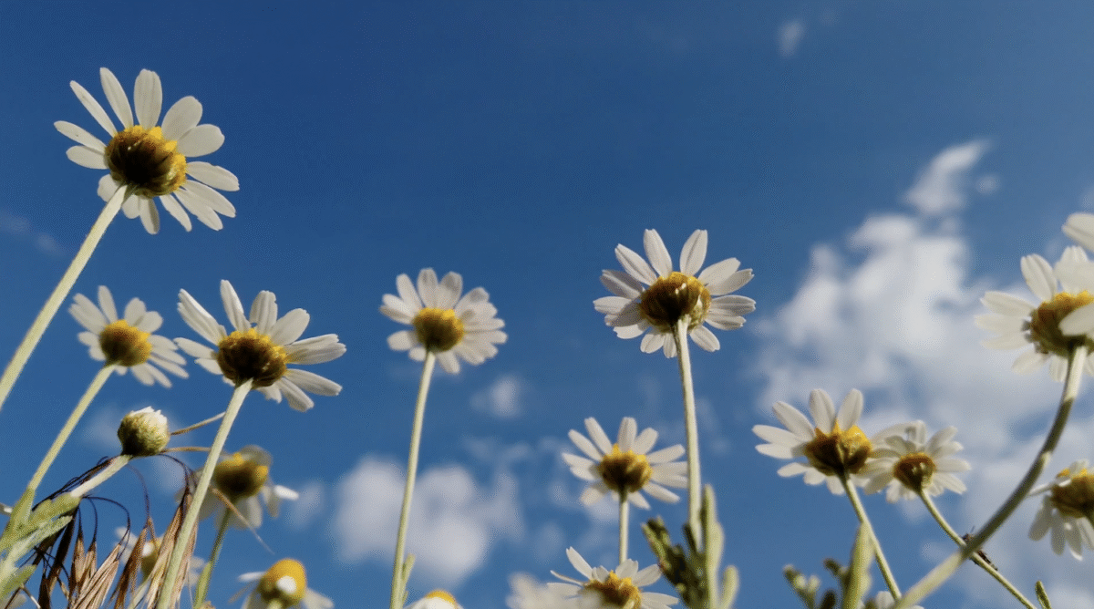 Daisies in a Flower Field