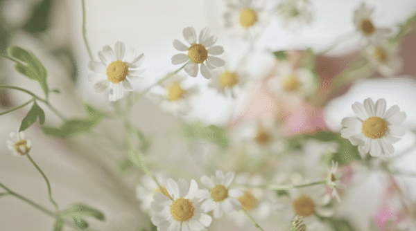 Girl Picking Daisies