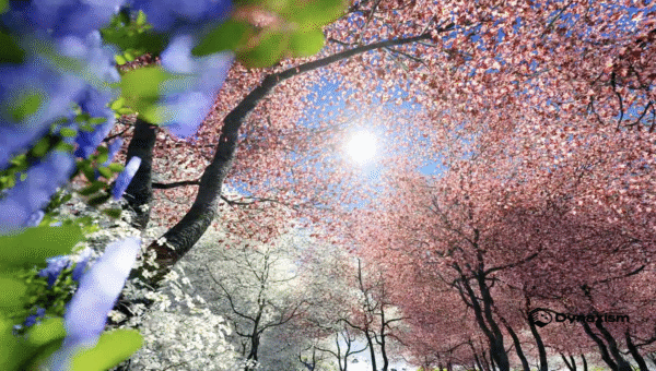 3D Sakura Animation